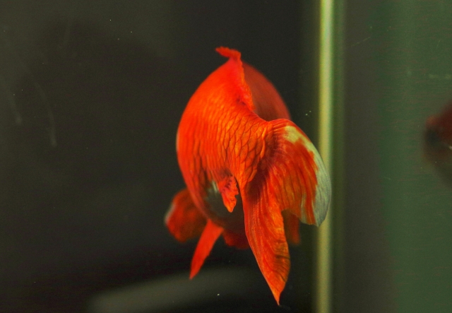 水槽内を泳ぐ赤い金魚の後ろ姿