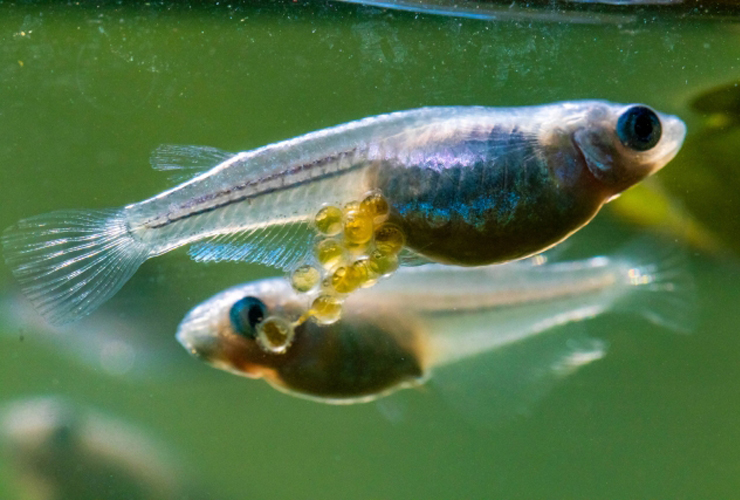 腹部に卵を抱えたメダカと泳ぐ別のメダカの姿