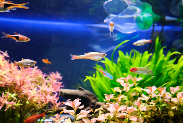 水草水槽を泳ぐネオンテトラの仲間と小型熱帯魚群