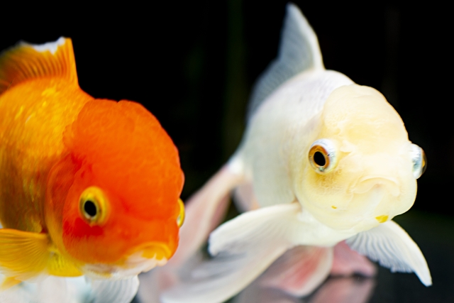 黒い背景を泳ぐオレンジ色と白色の金魚の正面写真