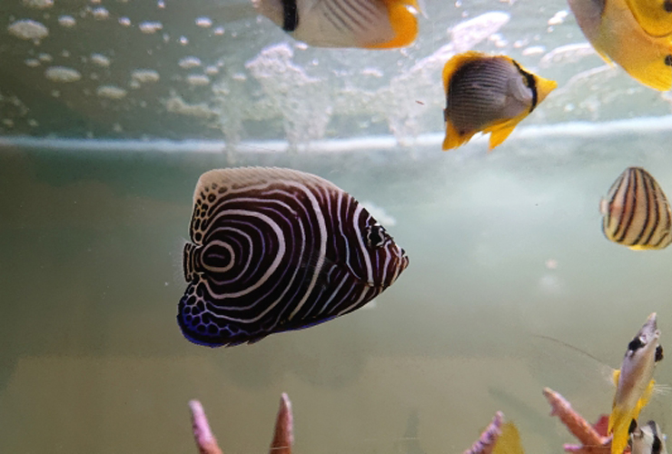 渦巻き模様の大型ヤッコの幼魚と泳ぐ海水魚たち