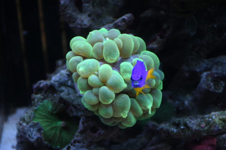サンゴの前にいる青と黄色の海水魚とライブロック