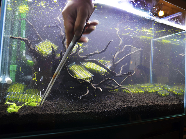 ピンセットで水槽のソイルに水草を植える手元