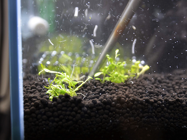 ソイルに植えられた水草とピンセットの先端