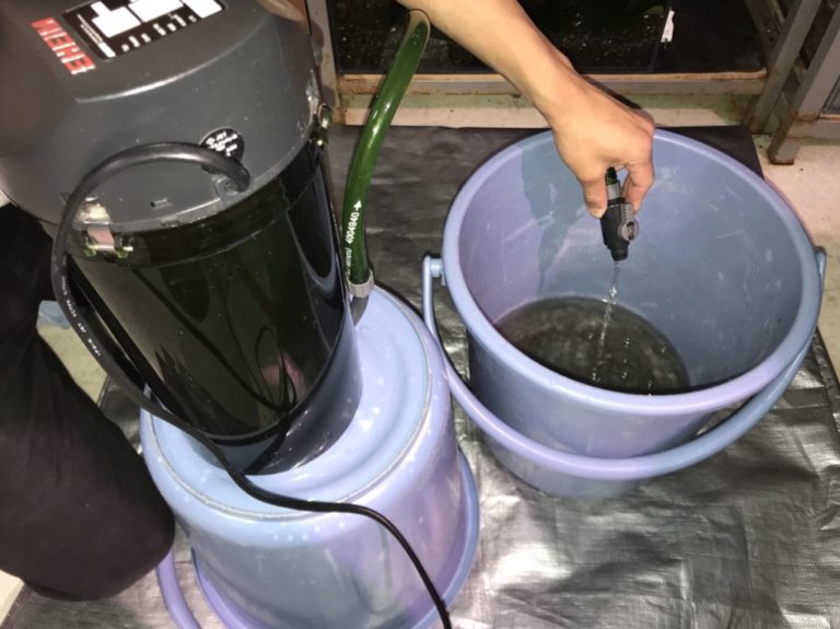 外部式フィルターの排水をバケツで受ける様子