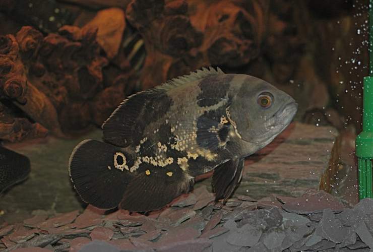 流木と砂利のある水槽内を泳ぐ大型の熱帯魚オスカー