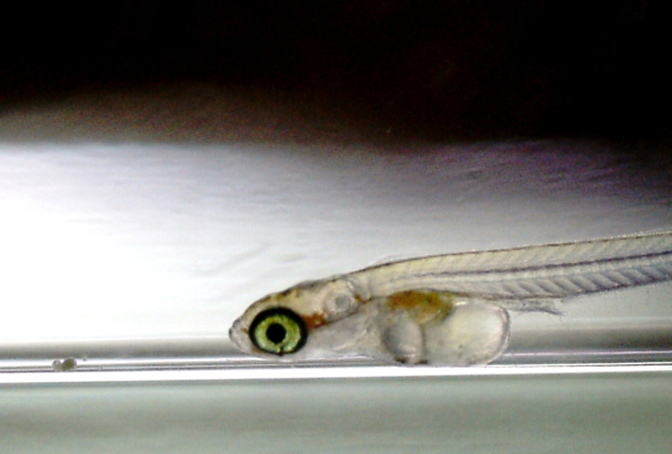 腹部に栄養袋を持つメダカの稚魚の横顔