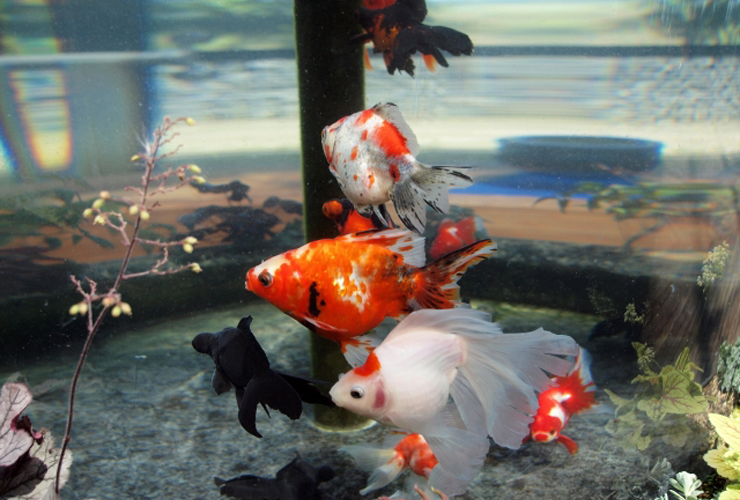 水槽内を泳ぐ色とりどりの金魚と出目金と水草