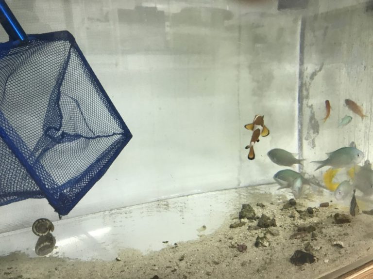 水槽内の海水魚を青いネットで掬い上げる様子