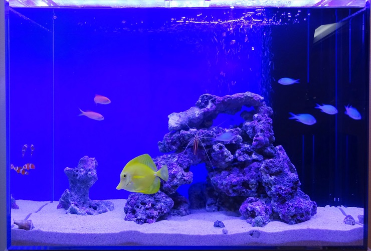 青い照明の海水魚水槽を泳ぐ黄色いハギとライブロック
