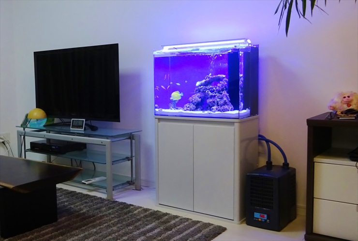 テレビ横に設置された青い照明の海水魚水槽と水槽台