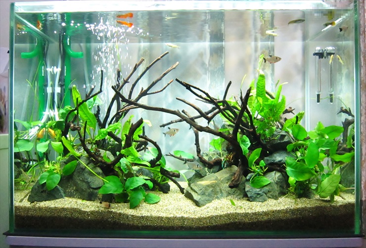 流木と水草を配置したグッピーが泳ぐ水槽レイアウト