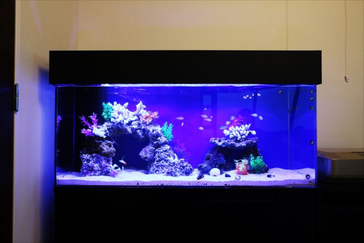 青い照明に照らされた岩組みとサンゴ模型の海水魚水槽