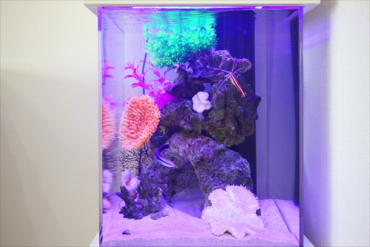 紫の照明に照らされた海水魚とエビの小型水槽レイアウト