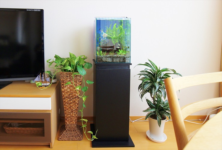 黒い水槽台に設置された水草水槽と周囲の観葉植物