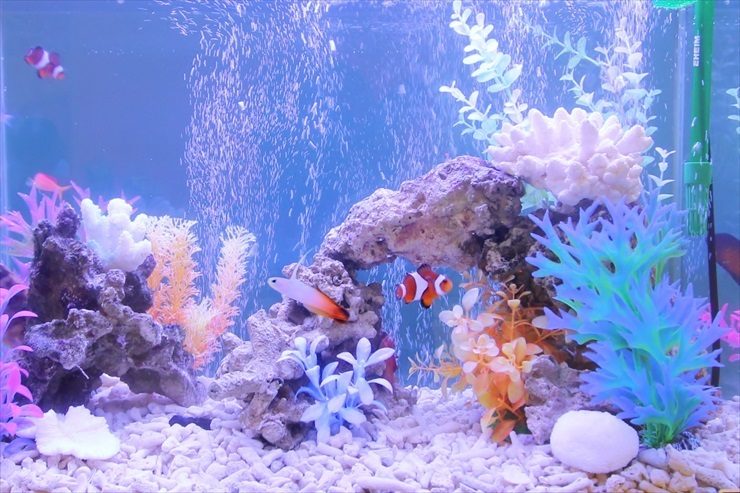 カクレクマノミと人工水草を配置した海水魚水槽の全景