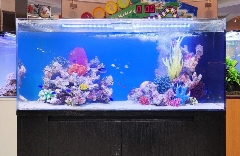 原子力の科学館様 展示水槽 短期レンタル事例 水槽画像2