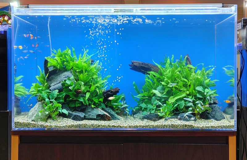 原子力の科学館様 展示水槽 短期レンタル事例 水槽画像3