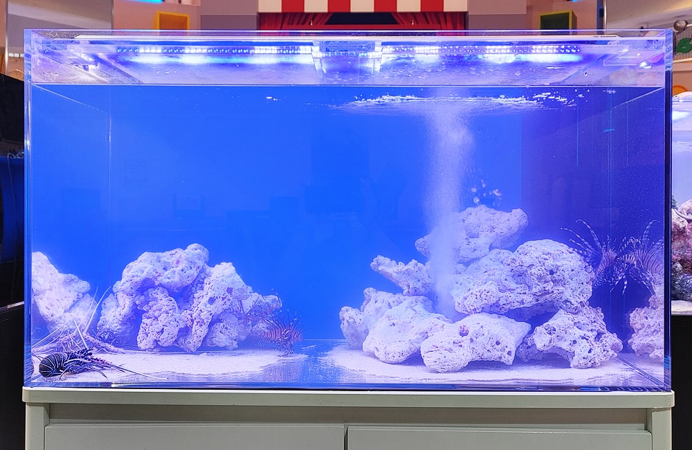 青い背景に岩と気泡が舞う海水魚水槽の全景