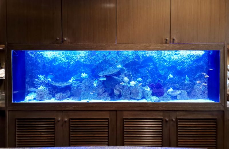 店舗様 埋め込み式 240cm海水魚水槽 メンテナンス事例 水槽画像2