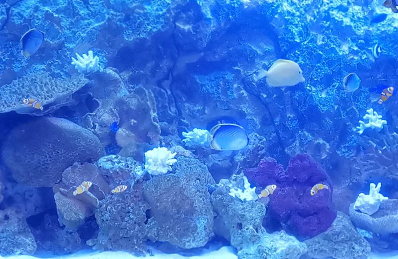 店舗様 埋め込み式 240cm海水魚水槽 メンテナンス事例 水槽画像3