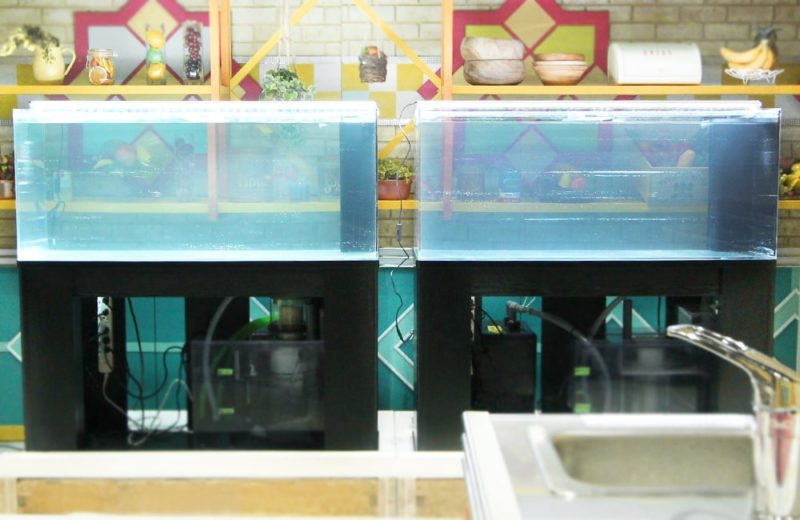 TBS『櫻井･有吉THE夜会』　活魚水槽2台　短期レンタル事例 水槽画像３