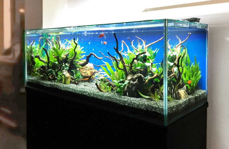 飲食店(Bar) 120cm淡水魚水槽 レンタル事例 水槽画像1