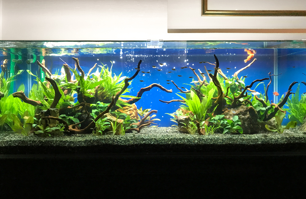 流木と水草を配置した青い背景の大型水槽レイアウト