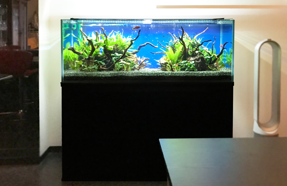 流木と水草を配置した青い背景の大型水槽レイアウト