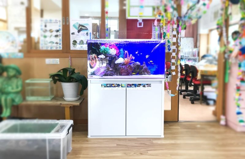 幼児教育施設 90cm海水魚水槽 レンタル事例 水槽画像2