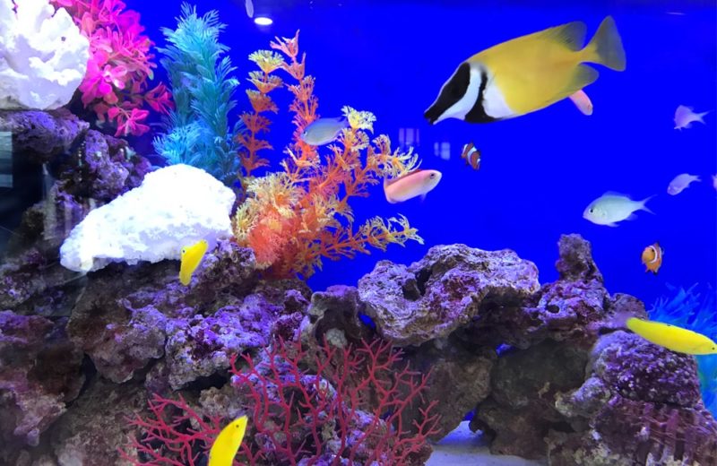 幼児教育施設 90cm海水魚水槽 レンタル事例 水槽画像5