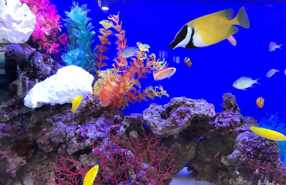 青い背景の水槽を泳ぐ黄色い海水魚とサンゴの装飾