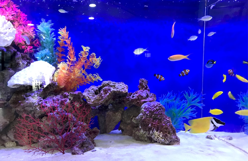 青い背景の海水魚水槽と泳ぐクマノミや黄色い熱帯魚たち