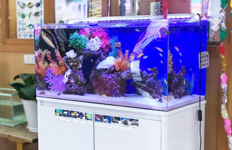 幼児教育施設 90cm海水魚水槽 レンタル事例 水槽画像4