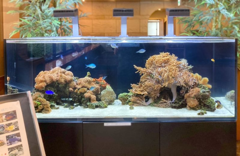 神奈川県藤沢市 オフィス 150cm海水魚水槽 販売・メンテナンス事例 その後 水槽画像2