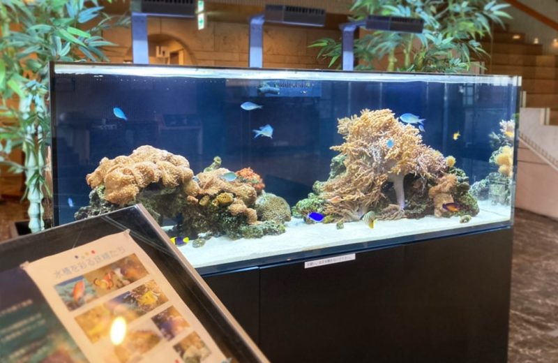 神奈川県藤沢市 オフィス 150cm海水魚水槽 販売・メンテナンス事例 その後 水槽画像3