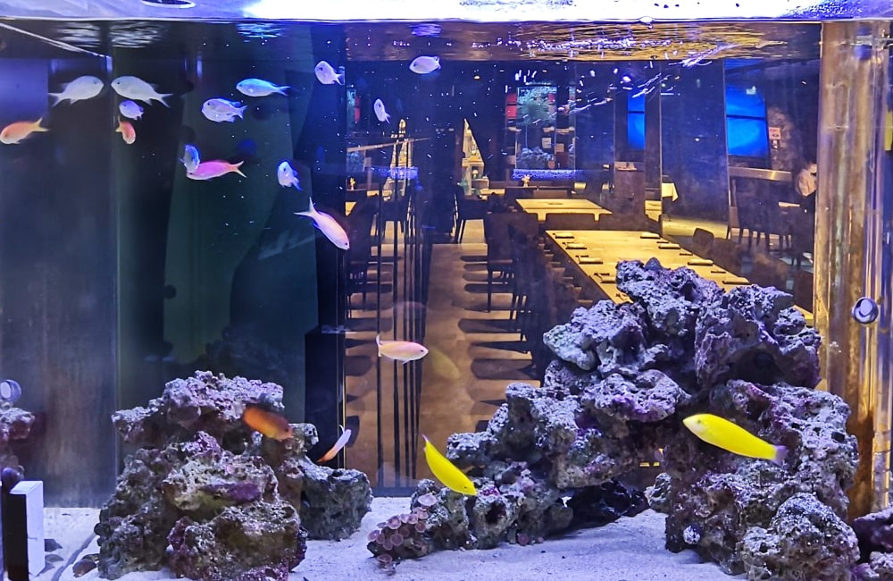 日本料理「魚月」様 海水魚水槽リース事例 その後のサムネイル画像