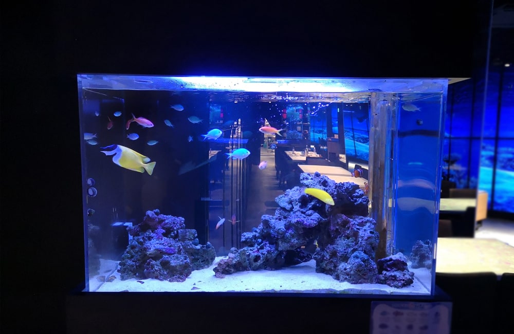 青い照明の海水魚水槽と泳ぐ黄色や青の熱帯魚たち