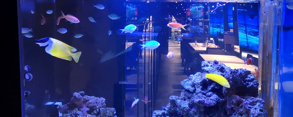 青い照明の海水魚水槽と店内を泳ぐ色鮮やかな熱帯魚群