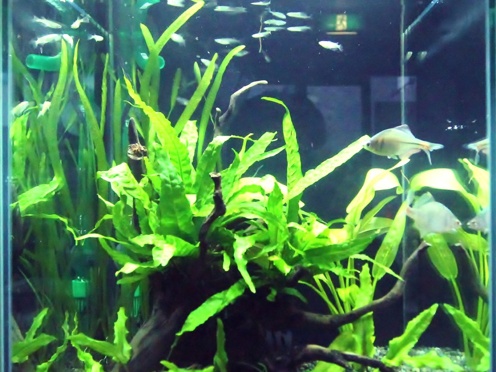 流木に活着した水草と泳ぐ淡水魚の水槽内景