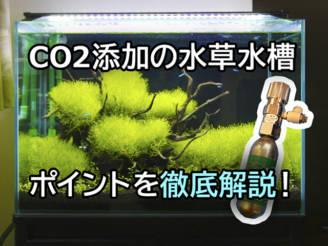 CO2添加の水草水槽ポイント解説の見出し画像