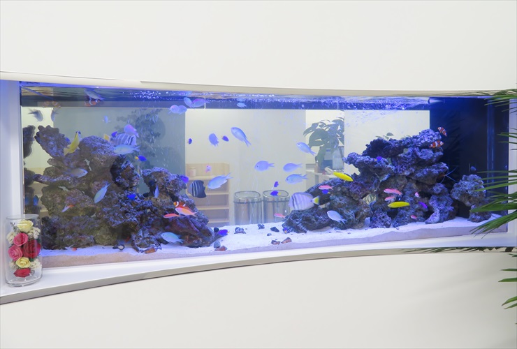 壁に埋め込まれた大型海水魚水槽と泳ぐ色鮮やかな熱帯魚群
