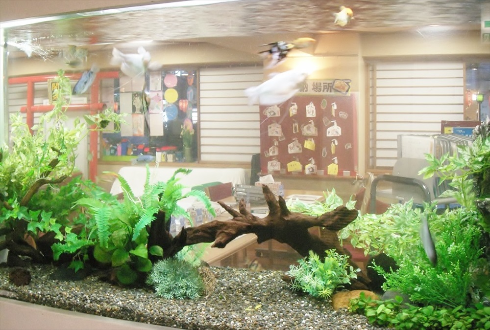 流木と水草を配置した金魚が泳ぐ大型水槽の全景