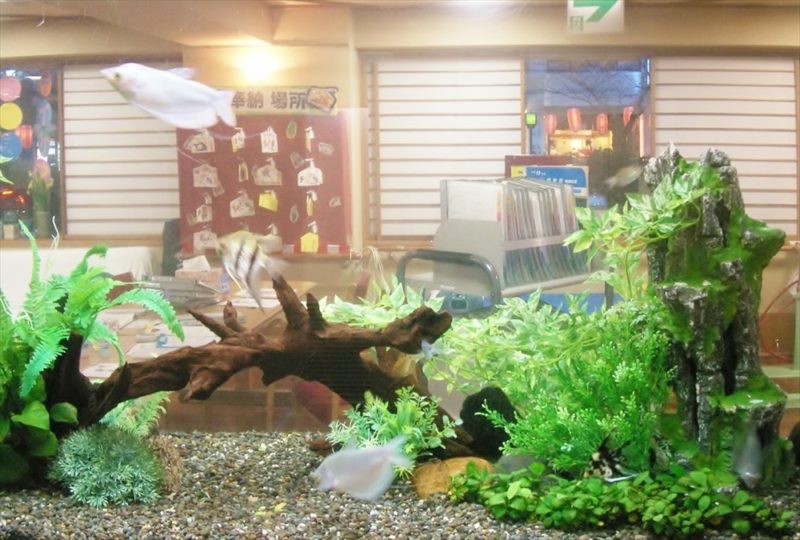 介護老人保健施設かまくらしるばーほーむ様 淡水魚水槽 設置事例 水槽画像4