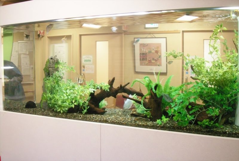 介護老人保健施設かまくらしるばーほーむ様 淡水魚水槽 設置事例 水槽画像1