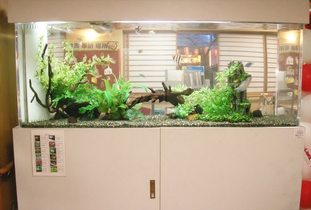 流木と水草を配置した大型の淡水魚水槽レイアウト
