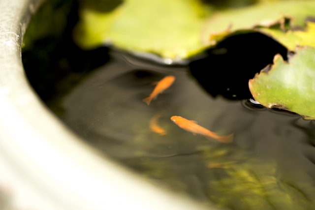 睡蓮鉢の水面を泳ぐオレンジ色のメダカと浮き草