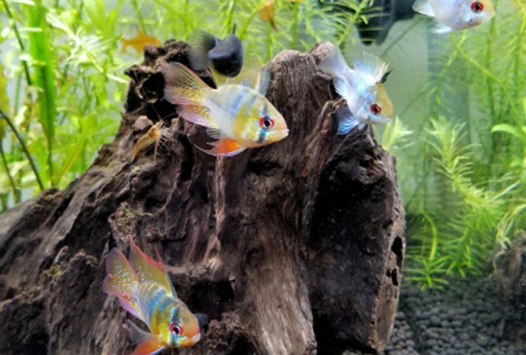 流木と水草の周りを泳ぐ熱帯魚とヌマエビの仲間
