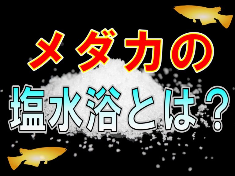 メダカの塩水浴とは？の文字と塩の山のアイキャッチ画像