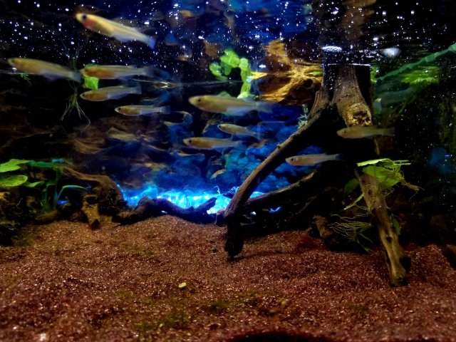 流木と水草を配置した水槽内を泳ぐメダカの群れ